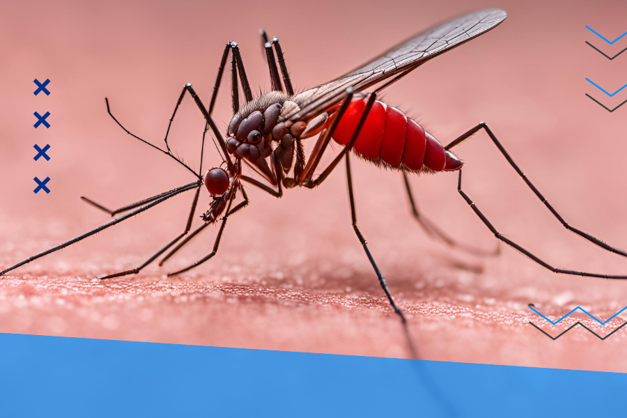 MOSQUITOS ROJOS CONTRA EL DENGUE